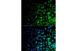 Immunofluorescence analysis of A549 cells using UBA6 antibody (ABIN5975585). (UBA6 antibody)