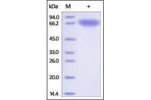 Human Transferrin R, His Tag on SDS-PAGE under reducing (R) condition.
