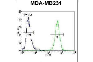 Flow cytometric analysis of MDA-MB231 cells (right histogram) compared to a negative control cell (left histogram). (HHLA2 antibody  (N-Term))