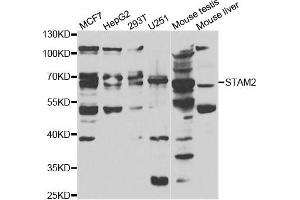 Western blot analysis of extracts of various cell lines, using STAM2 antibody. (STAM2 antibody)