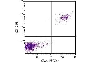 Human peripheral blood lymphocytes were stained with Mouse Anti-Human CD20-PE/CY7. (CD20 antibody  (PE-Cy7))