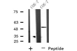 Western blot analysis of extracts from COS-7 cells, using RAD51L2 antibody. (RAD51C antibody  (Internal Region))