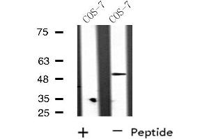 RAD51C antibody  (Internal Region)