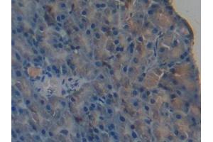 DAB staining on IHC-P; Samples: Mouse Pancreas Tissue (PPL antibody  (AA 1501-1754))
