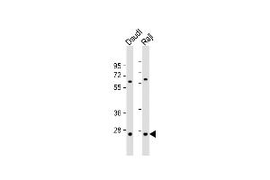 All lanes : Anti-PSMB10 Antibody (C-term) at 1:1000 dilution Lane 1: Daudi whole cell lysate Lane 2: Raji whole cell lysate Lysates/proteins at 20 μg per lane. (PSMB10 antibody  (C-Term))