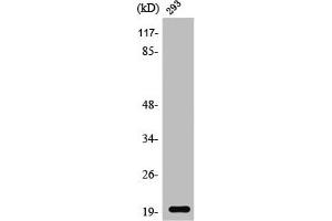 Western Blot analysis of 293 cells using Stathmin-3 Polyclonal Antibody (Stathmin 3 antibody  (Internal Region))