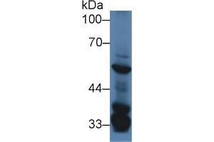 Western Blot; Sample: Mouse Liver lysate; Primary Ab: 2µg/ml Rabbit Anti-Mouse SGK3 Antibody Second Ab: 0. (SGK3 antibody  (AA 141-368))