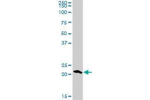 RGS5 antibody  (AA 1-181)