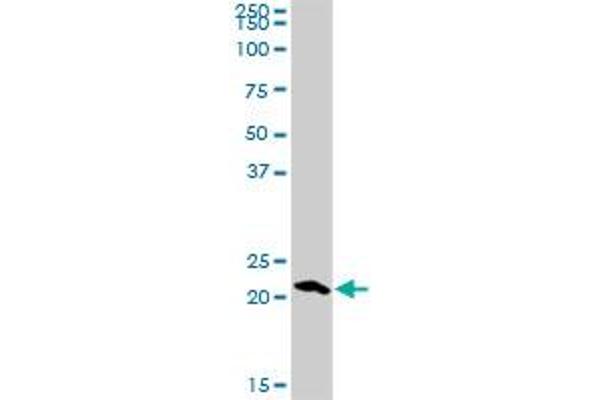 RGS5 antibody  (AA 1-181)