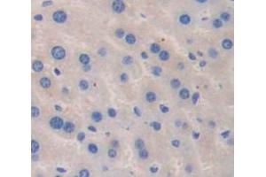 IHC-P analysis of Mouse Tissue, with DAB staining. (ANGPTL4 antibody  (AA 183-401))