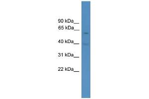 PAX7 antibody  (Middle Region)