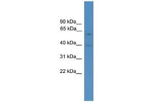 WB Suggested Anti-Pax7 Antibody Titration:  0. (PAX7 antibody  (Middle Region))