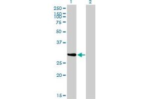 Western Blot analysis of NRBP2 expression in transfected 293T cell line by NRBP2 monoclonal antibody (M01), clone 4D1. (NRBP2 antibody  (AA 151-258))