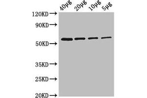 Western Blot Positive WB detected in: Rosseta bacteria lysate at 40 μg, 20 μg, 10 μg, 5 μg All lanes: glpK antibody at 2. (Glycerol Kinase antibody  (AA 2-502) (Biotin))