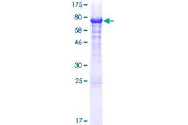 MAGEA10 Protein (AA 1-369) (GST tag)