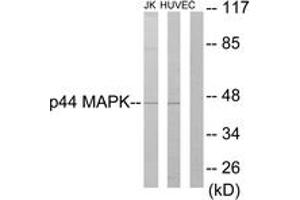Western Blotting (WB) image for anti-Mitogen-Activated Protein Kinase 3 (MAPK3) (AA 161-210) antibody (ABIN2889439) (ERK1 antibody  (AA 161-210))