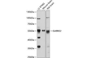 Western blot analysis of extracts of various cell lines, using G antibody (ABIN3022459, ABIN3022460, ABIN3022461 and ABIN6218831) at 1:1000 dilution.