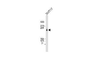 Anti-CAD Antibody (Center) at 1:2000 dilution + 293T/17 whole cell lysate Lysates/proteins at 20 μg per lane. (CAD antibody  (AA 780-809))