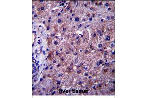 SGMS1 Antibody (N-term) (ABIN657485 and ABIN2846514) immunohistochemistry analysis in formalin fixed and paraffin embedded human liver tissue followed by peroxidase conjugation of the secondary antibody and DAB staining. (Sphingomyelin Synthase 1 antibody  (N-Term))