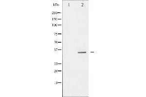 Western blot analysis of S6 Ribosomal Protein phosphorylation expression in serum treated 293 whole cell lysates,The lane on the left is treated with the antigen-specific peptide. (RPS6 antibody  (pSer235))