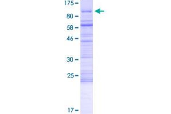 MBD4 Protein (AA 1-574) (GST tag)