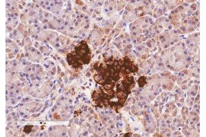 ABIN185408 (4µg/ml) staining of paraffin embedded Human Pancreas. (CCKAR antibody  (Internal Region))