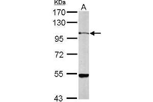 Western Blotting (WB) image for anti-Heat Shock Protein 90kDa beta (Grp94), Member 1 (HSP90B1) (C-Term) antibody (ABIN2855586)