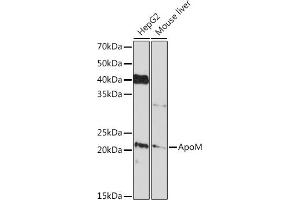 Western blot analysis of extracts of various cell lines, using ApoM Rabbit mAb (ABIN7265646) at 1:1000 dilution. (Apolipoprotein M antibody)