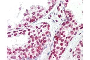 Anti-FOXH1 antibody IHC staining of human prostate. (FOXH1 antibody  (N-Term))