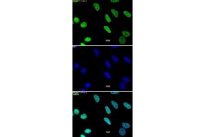 Histone H3 monomethyl Lys9 pAb tested by immunofluorescence. (Histone 3 antibody  (H3K9me))