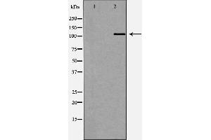 Western blot analysis of Rat lung tissue lysate, using MDS1 Antibody. (MECOM antibody  (C-Term))