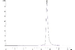 Size-exclusion chromatography-High Pressure Liquid Chromatography (SEC-HPLC) image for Killer Cell Lectin-Like Receptor Subfamily B, Member 1 (KLRB1) (AA 67-227) protein (His-Avi Tag) (ABIN7274061)