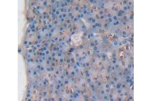 Figure. (Betacellulin antibody  (AA 32-111))