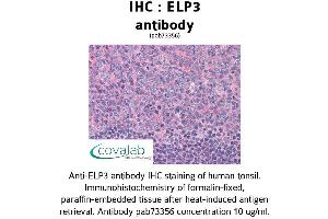 Image no. 1 for anti-Elongator complex protein 3 (ELP3) (AA 240-445) antibody (ABIN1733977) (ELP3/KAT9 antibody  (AA 240-445))