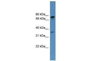 PDE8A antibody used at 0.