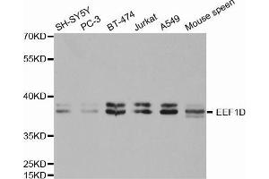 Western blot analysis of extracts of various cell lines, using EEF1D antibody. (EEF1D antibody  (AA 1-160))