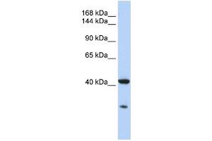 Western Blotting (WB) image for anti-GNAS Complex Locus (GNAS) antibody (ABIN2458682) (GNAS antibody)