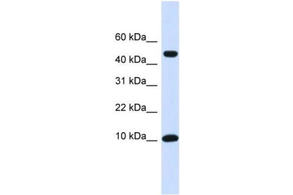 ZNF706 antibody  (N-Term)
