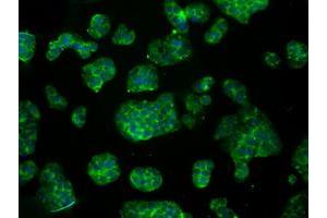 Immunofluorescence (IF) image for anti-Aconitase 2, Mitochondrial (ACO2) antibody (ABIN1496411) (ACO2 antibody)