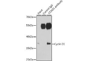Immunoprecipitation analysis of 200 μg extracts of HepG2 cells, using 3 μg Cyclin D1 antibody . (Cyclin D1 antibody  (C-Term))