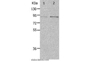 Western blot analysis of Hela and 293T cell, using PIBF1 Polyclonal Antibody at dilution of 1:400