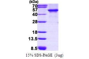 SDS-PAGE (SDS) image for serum/glucocorticoid Regulated Kinase 1 (SGK1) (AA 60-431) protein (His tag) (ABIN667573)