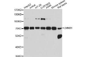 Western blot analysis of extracts of various cell lines, using LMNB1 antibody. (Lamin B1 antibody)