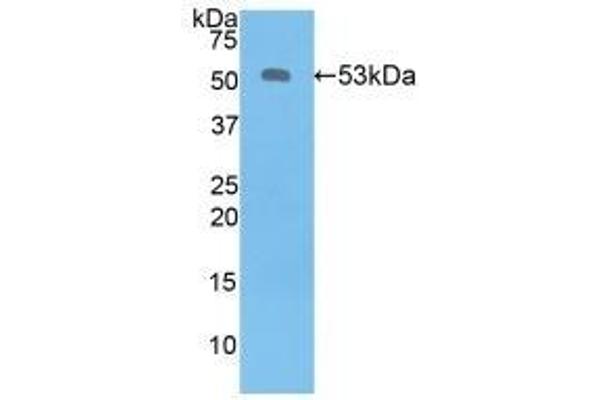 Kallikrein 6 antibody  (AA 17-244)