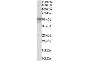 Image no. 1 for anti-Neuropeptide Y Receptor Y5 (NPY5R) (Internal Region) antibody (ABIN374569) (NPY5R antibody  (Internal Region))