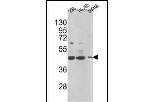 Western blot analysis of HSD17B7 Antibody (N-term) (ABIN390725 and ABIN2840999) in 293,HL-60,Jurkat cell line lysates (35 μg/lane). (HSD17B7 antibody  (N-Term))