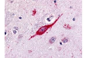 Immunohistochemical staining of Brain (Neuron) using anti- GPR85 antibody ABIN122188 (GPR85 antibody  (C-Term))