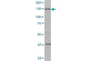 RIMS2 antibody  (AA 181-260)