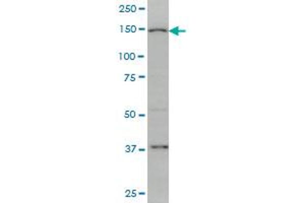 RIMS2 antibody  (AA 181-260)