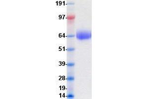 Validation with Western Blot